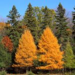 Country Living - Larch Trees