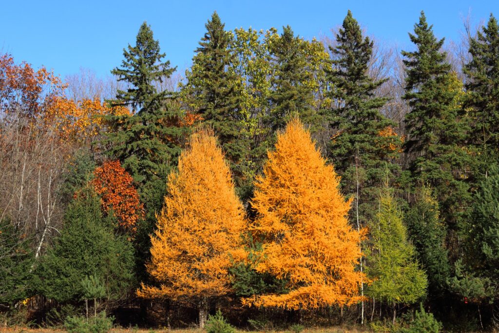 Country Living - Larch Trees